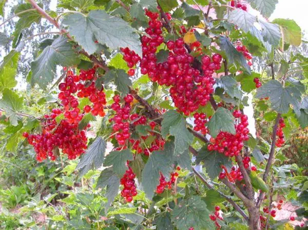 Red currant Beloved