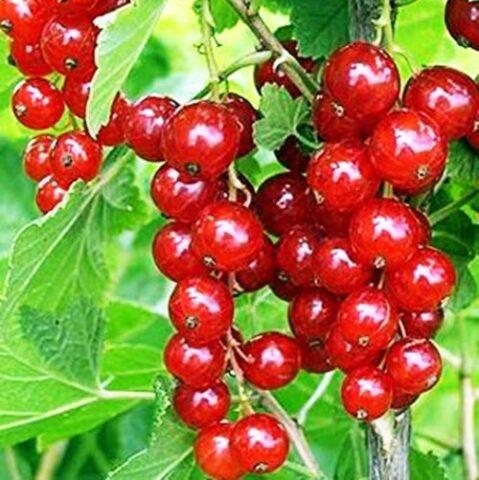 Red currant Darnitsa: description, planting and care