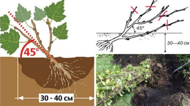 Red currant Darnitsa: description, planting and care