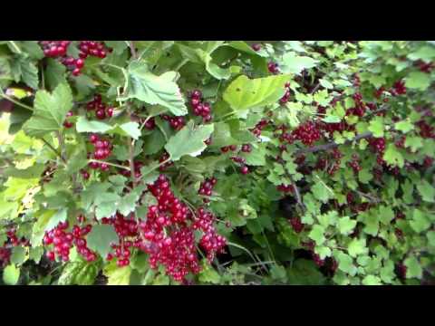 Red currant Darnitsa: description, planting and care