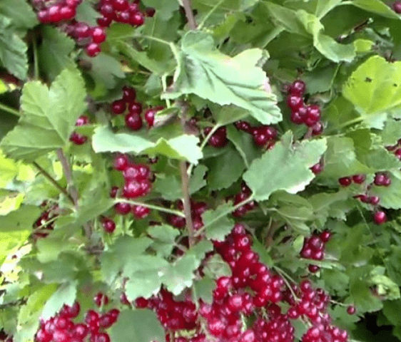 Red currant Darnitsa: description, planting and care