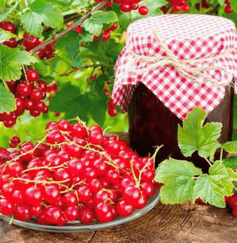 Red currant Darnitsa: description, planting and care