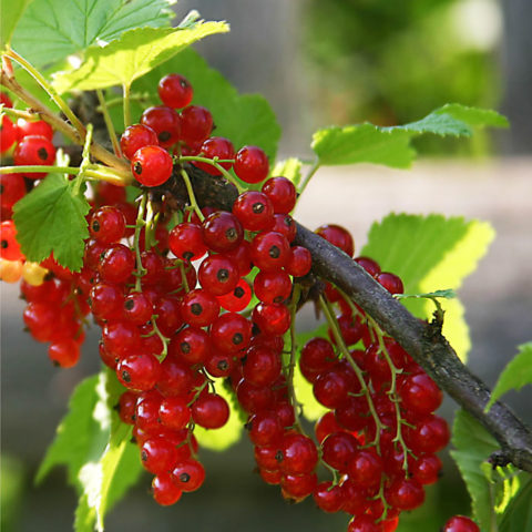 Red currant Early sweet: variety description, photos, reviews