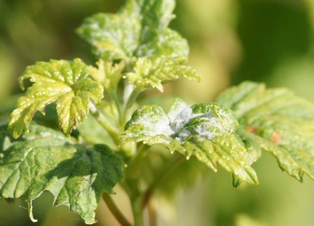 Red currant Early sweet: variety description, photos, reviews