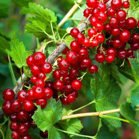 Red currant: freezing for the winter