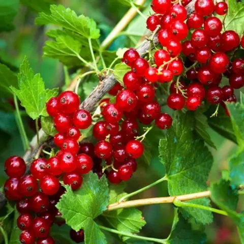 Red currant: freezing for the winter