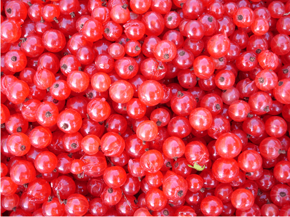 Red currant: freezing for the winter