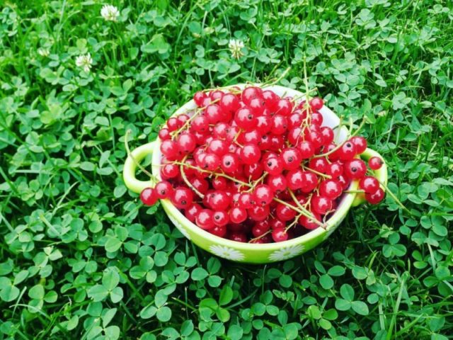 Red currant: freezing for the winter