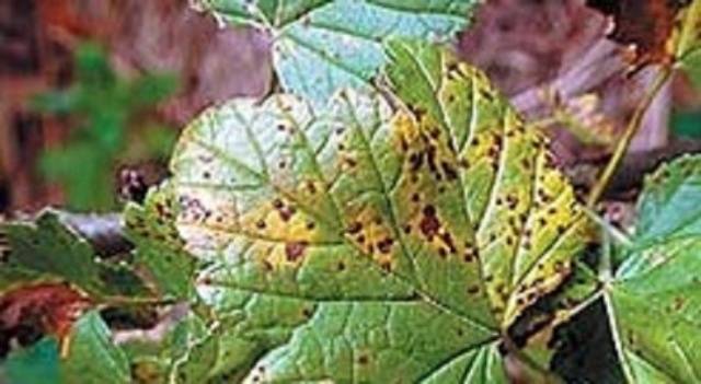 Red currant leaf diseases: description with photos, treatment