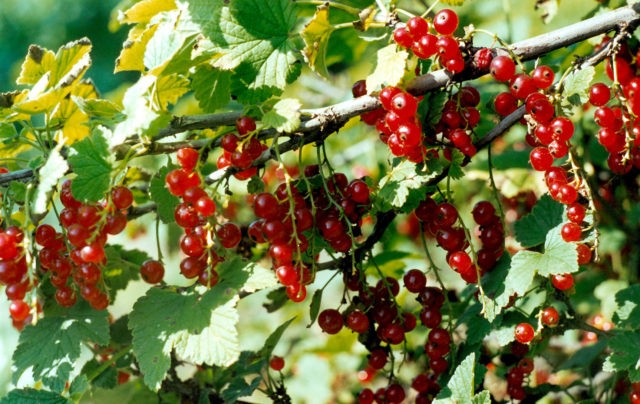 Red currant Tatyana: variety description, photos, reviews