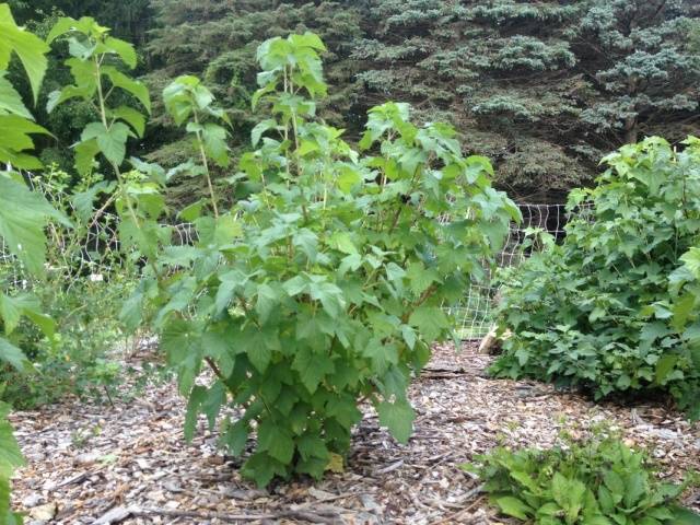 Red currant Ural beauty