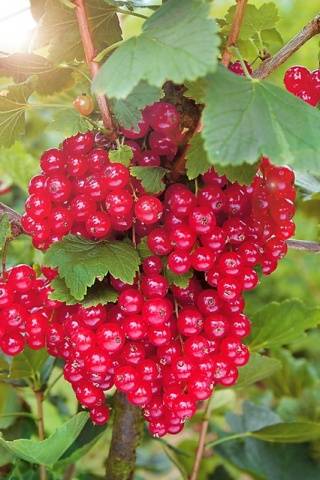 Red currant Ural beauty