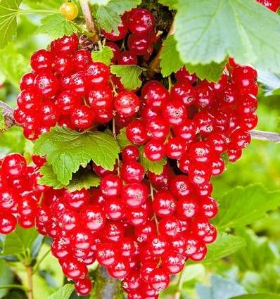 Red currant Ural beauty