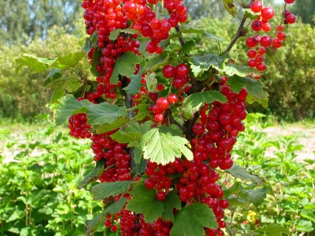 Red currant Ural beauty