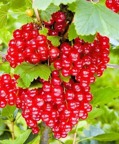 Red currant Ural beauty