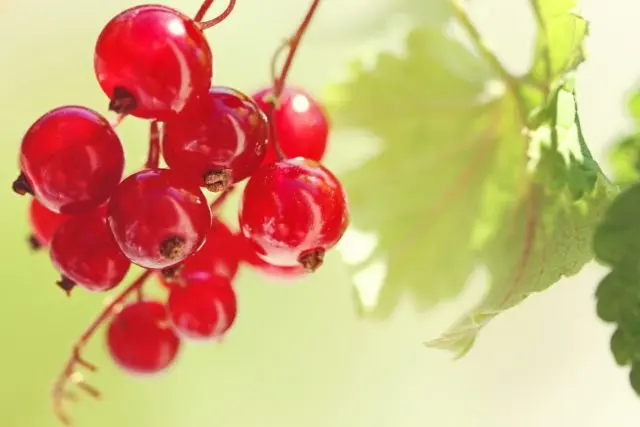 Red currant: useful properties and contraindications