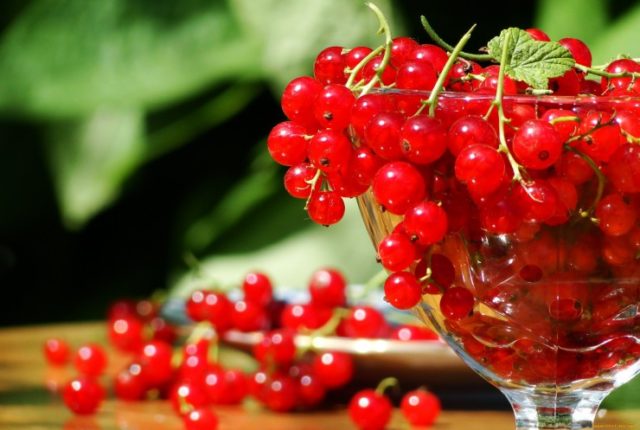 Red currant: useful properties and contraindications