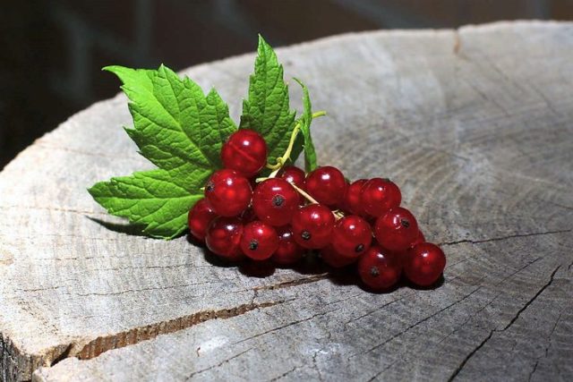 Red currant: useful properties and contraindications