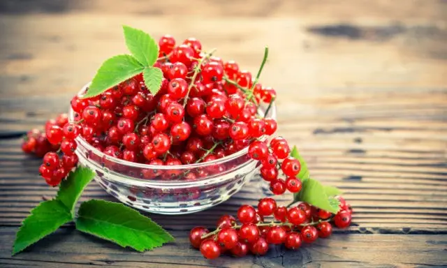 Red currant: useful properties and contraindications