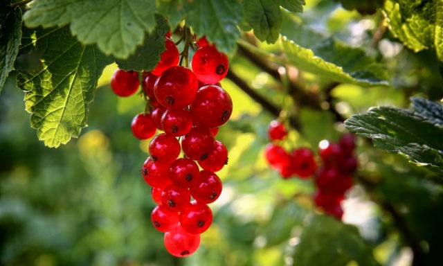 Red currant: useful properties and contraindications