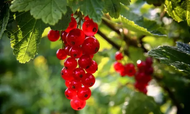 Red currant: useful properties and contraindications