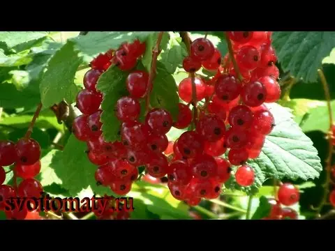 Red currant: useful properties and contraindications