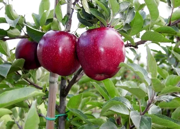 Red Delicious apple tree: description of fruits and virtues