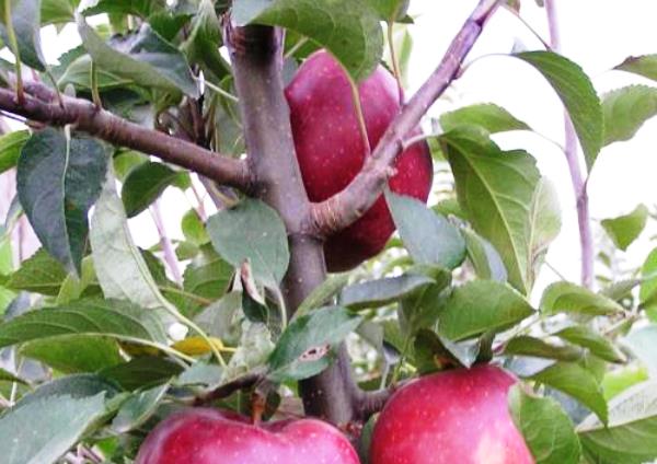 Red Delicious apple tree: description of fruits and virtues