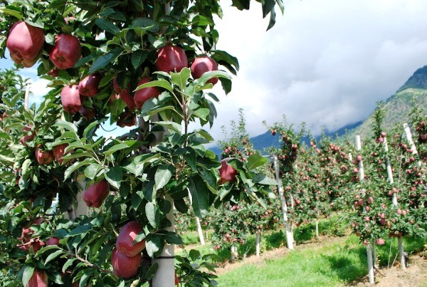 Red Delicious apple tree: description of fruits and virtues