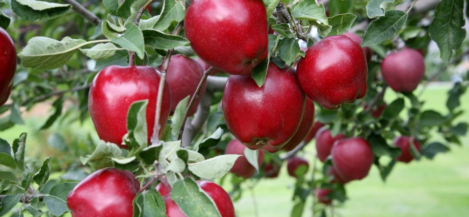 Red Delicious apple tree: description of fruits and virtues