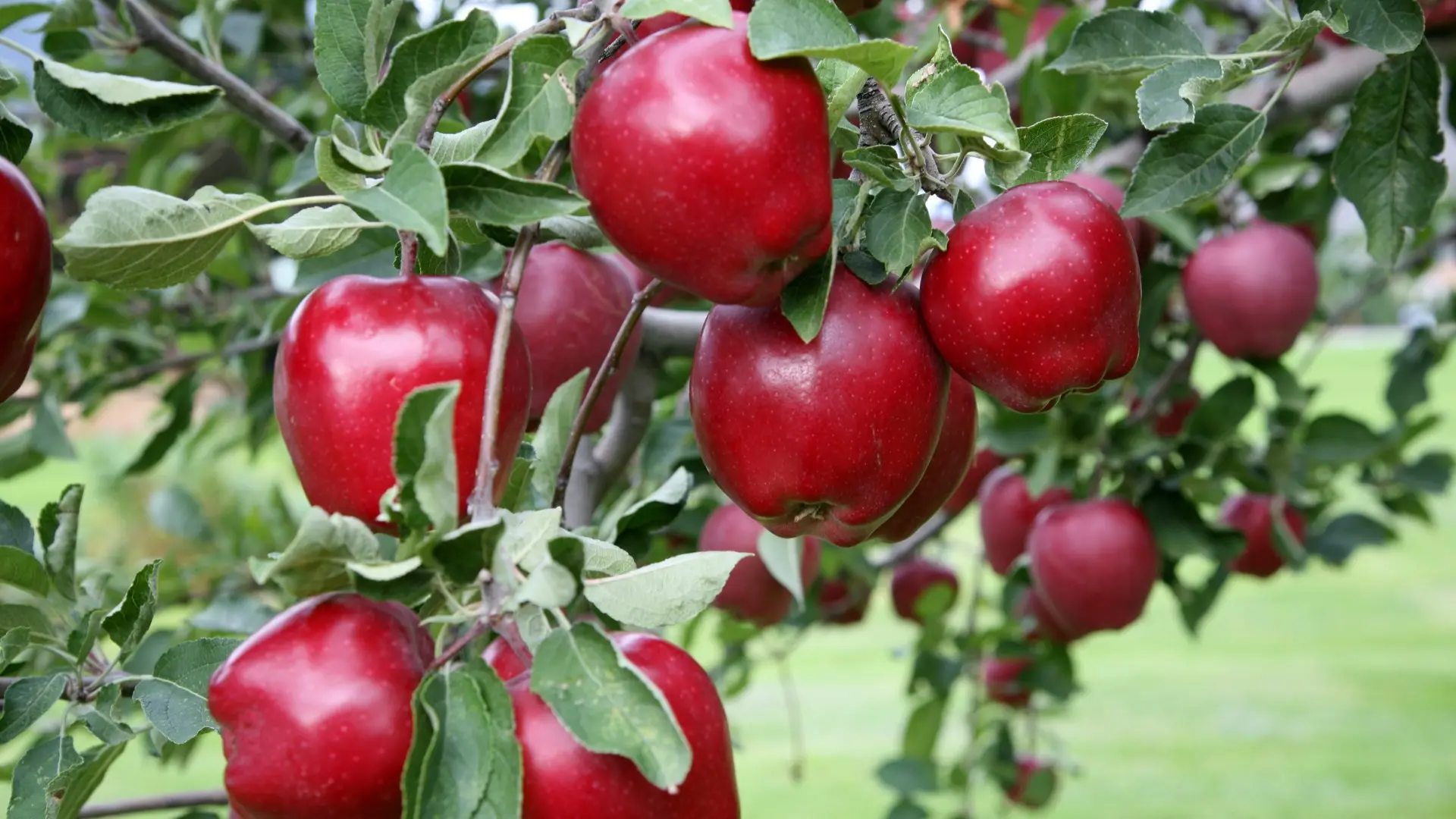 Red Delicious apple tree: description of fruits and virtues