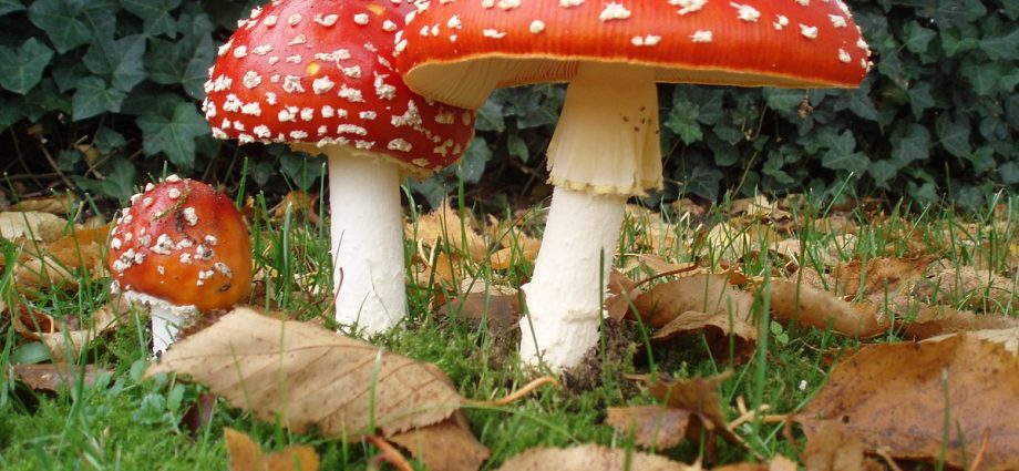 Red fly agaric