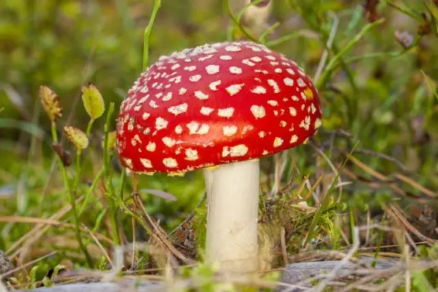 Red fly agaric: photo and description, when and where it grows, use in traditional medicine