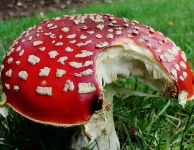 Red fly agaric: photo and description, when and where it grows, use in traditional medicine