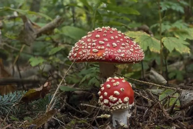 Red fly agaric: photo and description, when and where it grows, use in traditional medicine