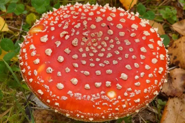 Red fly agaric: photo and description, when and where it grows, use in traditional medicine