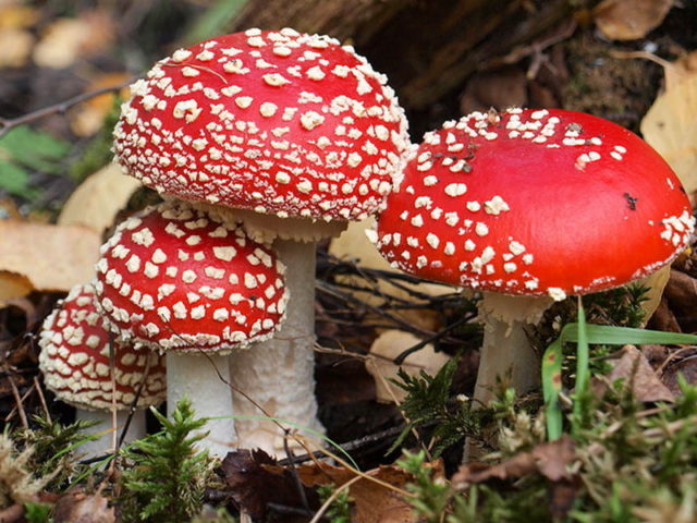 Red fly agaric: photo and description, when and where it grows, use in traditional medicine