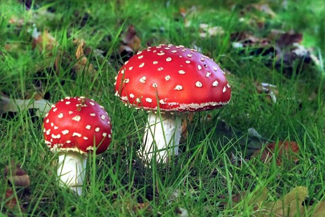 Red fly agaric: photo and description, when and where it grows, use in traditional medicine