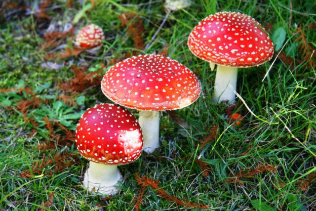 Red fly agaric: photo and description, when and where it grows, use in traditional medicine