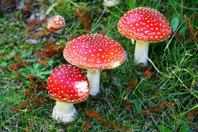 Red fly agaric: photo and description, when and where it grows, use in traditional medicine