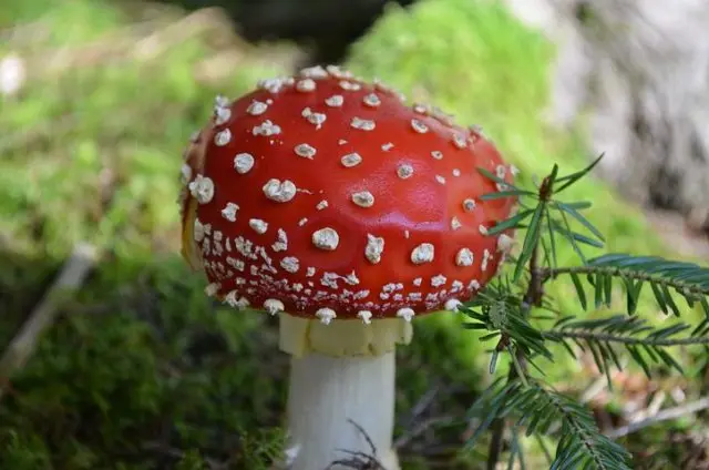 Red fly agaric: photo and description, when and where it grows, use in traditional medicine