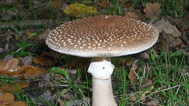 Red fly agaric: photo and description, when and where it grows, use in traditional medicine