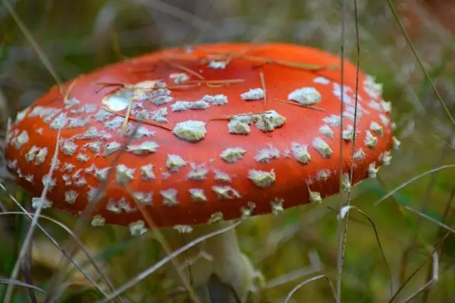 Red fly agaric: photo and description, when and where it grows, use in traditional medicine