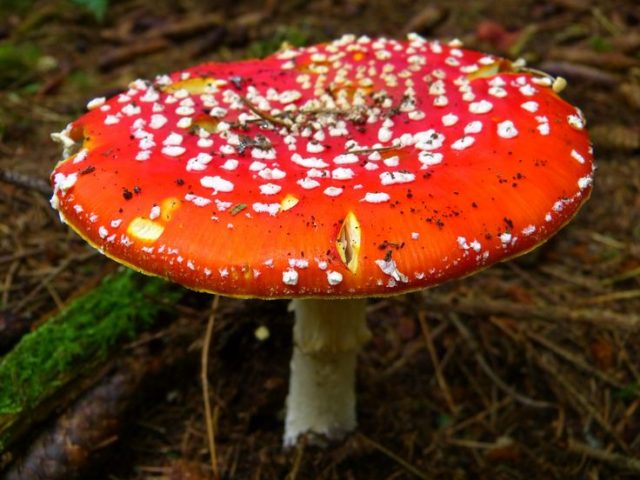 Red fly agaric: photo and description, when and where it grows, use in traditional medicine