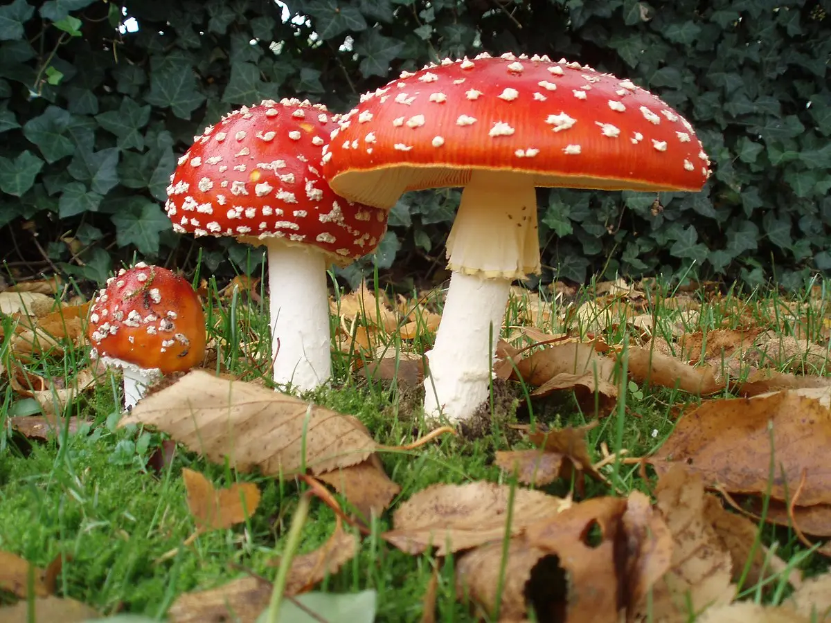 Red fly agaric