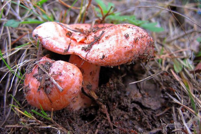 Red ginger: how to pickle, photo and description