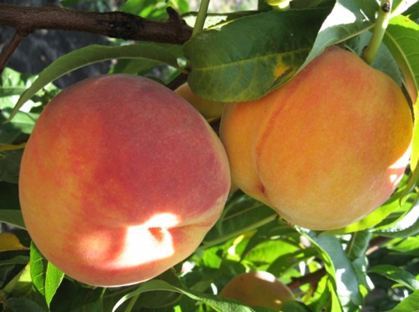 Red Haven peach - the most delicious American variety