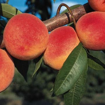 Red Haven peach &#8211; the most delicious American variety