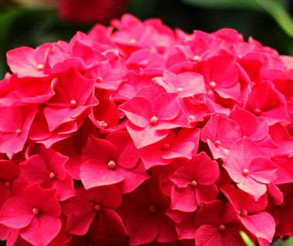 Red hydrangea: photo, varieties with names, planting and care