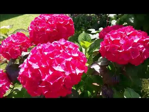 Red hydrangea: photo, varieties with names, planting and care